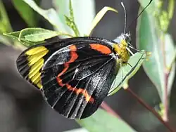 Pierini(シロチョウ族)スミゾメカザリシロチョウ