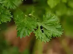 パセリ葉上の若齢幼虫, アメリカ(ニュージャージー州)