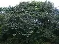 Holigarna arnottianaの樹形