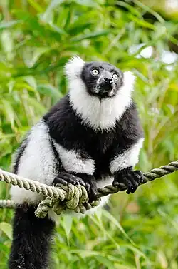 Varecia variegata
