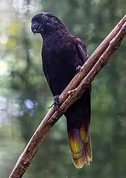 スミインコ