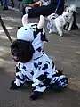 牛の着ぐるみのパグ
