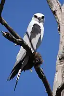 オーストラリアカタグロトビ Elanus axillaris
