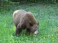 タンポポを食べるアメリカグマ
