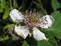 セイヨウヤブイチゴR. fruticosus