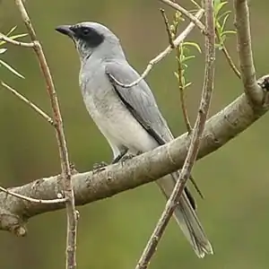 Coracina novaehollandiae