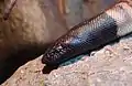 頭部