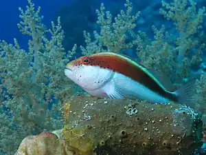 赤と白の体色の成魚 (エジプト、紅海)