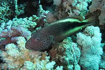 黒い体色の成魚 (エジプト、紅海)
