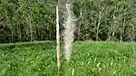 チガヤの穂先