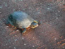 ブランディングガメE. blandingii