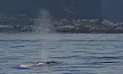 ラ・ゴメラ島にて