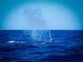 ブロー（アゾレス諸島）