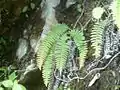オサシダ