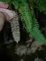 胞子葉の裏面を示す
