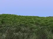 芝の画像。Blender 2.49.で生成、描画。