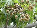 Blepharocarya involucrigeraの果実