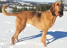 ブラッドハウンド