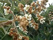 花と蕾。冬の間に新しい枝先に群がって咲く。