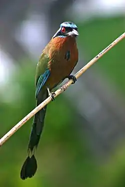 ハチクイモドキ