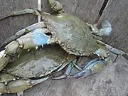 アオガニCallinectes sapidus