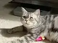 青