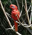 アオスジヒインコ(Eos reticulata)