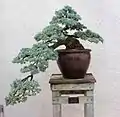 盆栽に仕立てられたヒマラヤスギ属