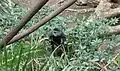 亜種 C. m. manyaraensis。ヘンリードーリー動物園での写真。