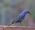 M. s. pandoo アオハライソヒヨドリのオス