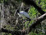 A white bird with long legs and a black head and beak standing on one leg on a branch with foliage in the background