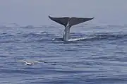 フルークアップの様子。