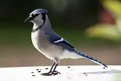 アオカケス