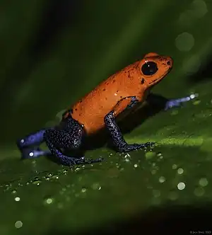 イチゴヤドクガエル Oophaga pumilio