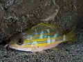 ベンガルフエダイ