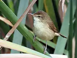 コバネヨシキリ