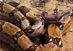 ボアコンストリクター（学名：Boa constrictor）