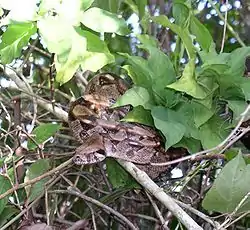 Boa constrictor