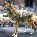 コヨーテC. latrans