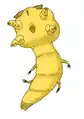 Boeckelericambria