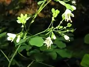白色の4弁花で、花弁より雄蕊のほうが長い。