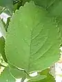 葉