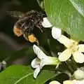 コマルハナバチ B. ardens