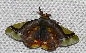 Epia muscosa（Epiinae亜科）, 仏領ギアナ