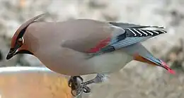 ヒレンジャクB. japonica