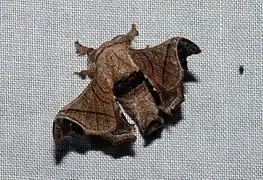 Bombyx incomposita（カイコガ亜科）, マレーシア