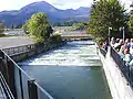 ボンネビル・ダム構内に設けられた魚道