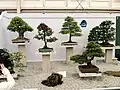 イギリス・ロンドン・チェルシーのフラワーショーでの盆栽展示