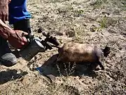 タルバガンのボードグ（Тарваганы боодог）