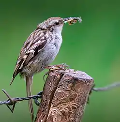 タンシキバシリ
